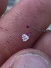 Eriogonum apiculatum