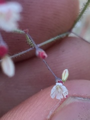 Eriogonum apiculatum