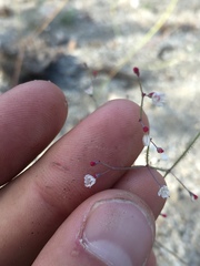 Eriogonum apiculatum