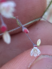 Eriogonum apiculatum