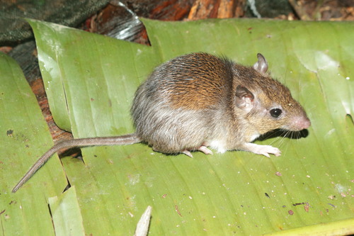 Patton's Spiny Rat (Proechimys pattoni) — Least Concern Mammalia