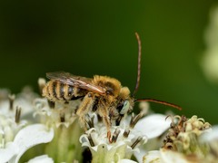 Melissodes agilis
