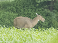 Boselaphus tragocamelus