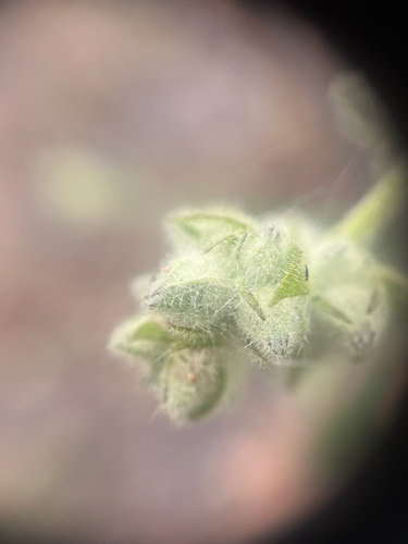 emerald unicorn bushmallow (Malacothamnus densiflorus)