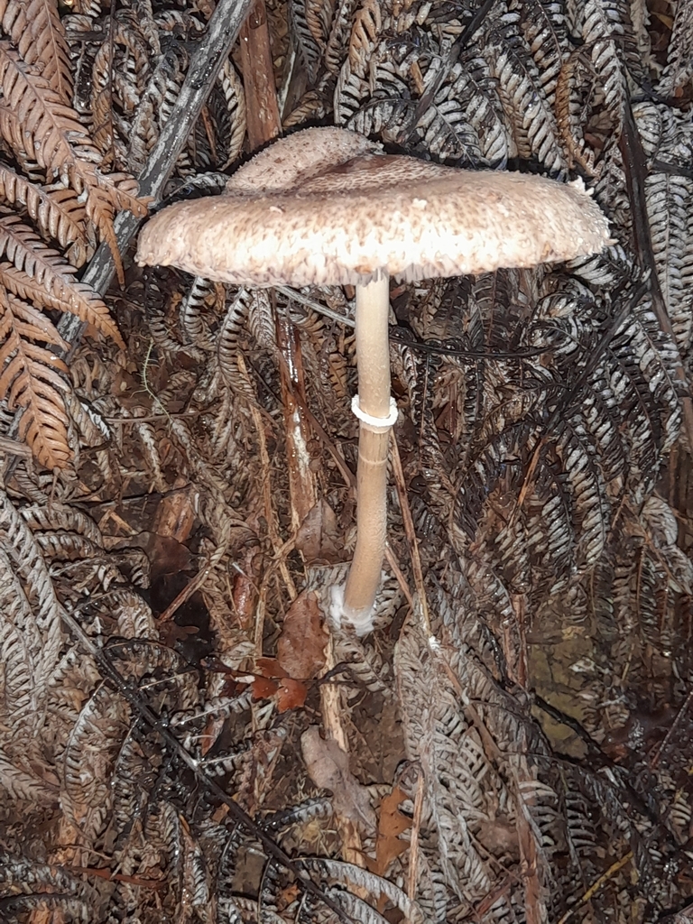 Macrolepiota clelandii · May 2025 · photo: © mphnz (iNaturalist, cc0)