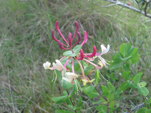 Image of Etruscan Honeysuckle (Lonicera etrusca) by (c) zebedeugalinha, some rights reserved (CC BY)