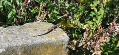 Podarcis muralis