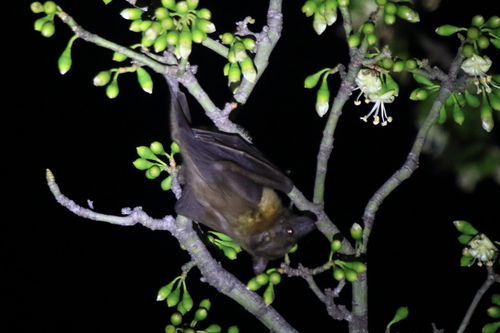 Madagascan Fruit Bat