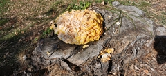 Laetiporus sulphureus