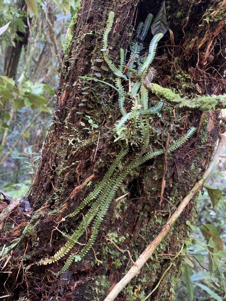 Selaginella antioquensis