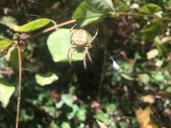 Araneus diadematus