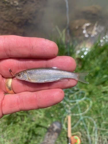 Northern leatherside chub (Lepidomeda copei) — Cyprinidae