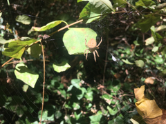 Araneus diadematus
