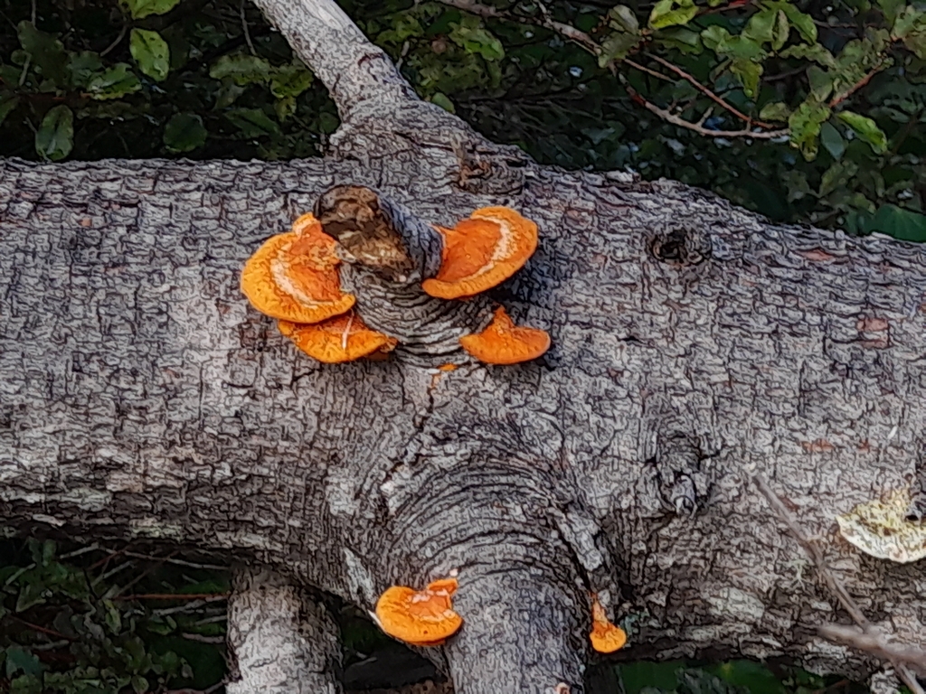 Trametes coccinea · May 2025 · photo: © mphnz (iNaturalist, cc0)