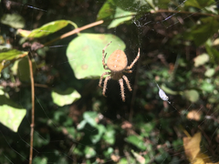 Araneus diadematus