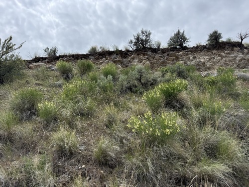 Image of Astragalus filipes by no rights reserved