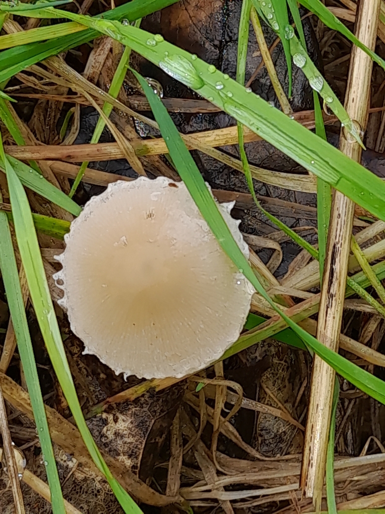 Candolleomyces candolleanus · May 2025 · photo: © mphnz (iNaturalist, cc0)