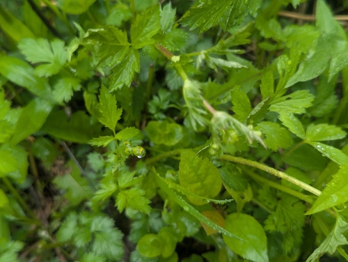 Image of Geum vernum by (c) Tom Sisan, some rights reserved (CC BY-SA)