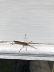 Nemotaulius hostilis