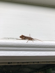 Nemotaulius hostilis