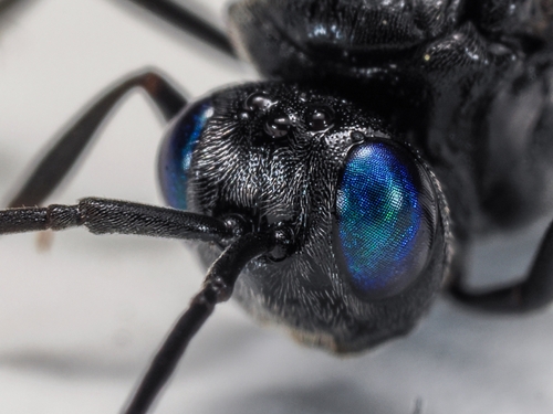Blue-eyed Ensign Wasp
