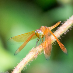 Neurothemis fluctuans