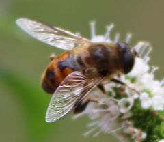 Eristalis tenax