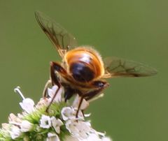 Eristalis tenax