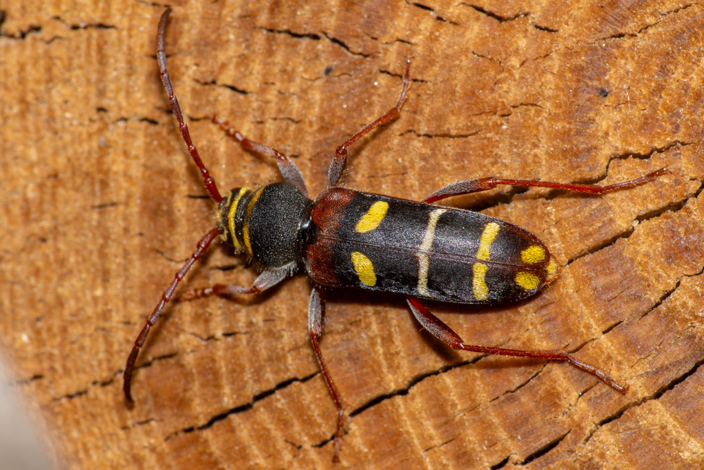 Plagionotus christophi