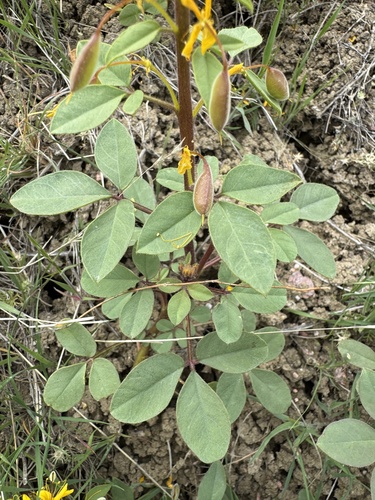 Image of Cleomella platycarpa by no rights reserved