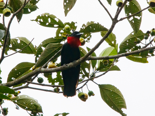 Purple-throated Fruitcrow