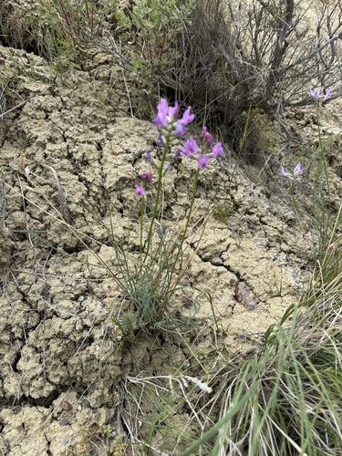 Idaho milkvetch (Astragalus conjunctus)