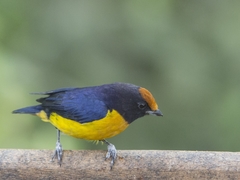 Euphonia xanthogaster