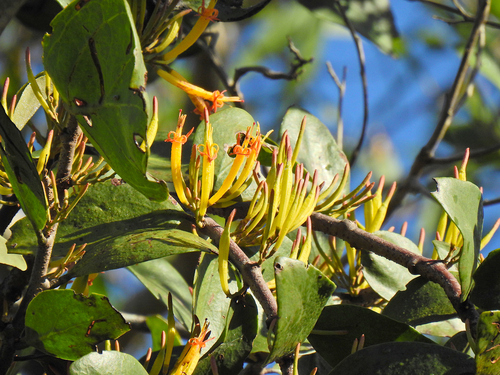 Dendrophthoe vitellina (F.Muell.) Tiegh.