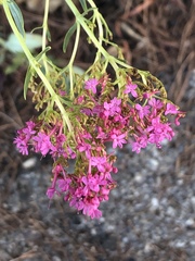 Centranthus ruber