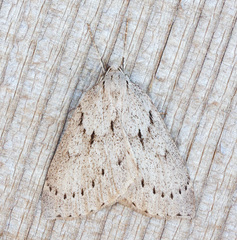 Philedia punctomacularia