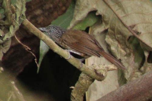 Mindanao Pygmy Babbler (Dasycrotapha plateni), photo 4