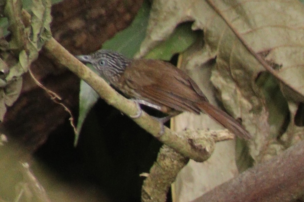 Mindanao Pygmy-Babbler illustration