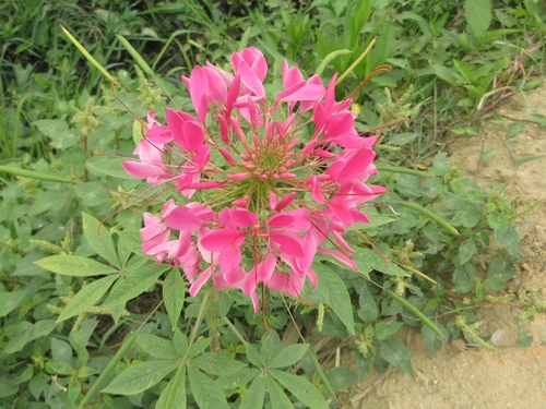 Spider flower