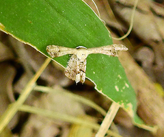 Antiplecta triangularis