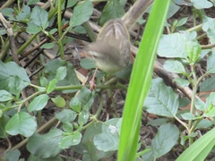 Prinia inornata