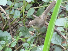 Prinia inornata