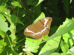 Tanaecia trigerta