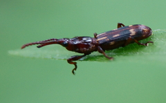 Arrhenodes minutus