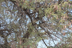 Pycnonotus nigricans