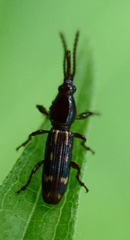 Arrhenodes minutus