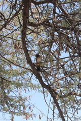 Pycnonotus nigricans