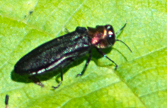 Agrilus ruficollis