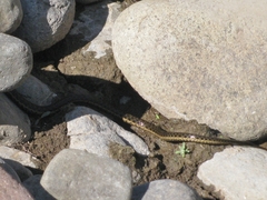 Thamnophis couchii