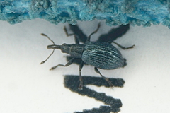 Ischnopterapion virens